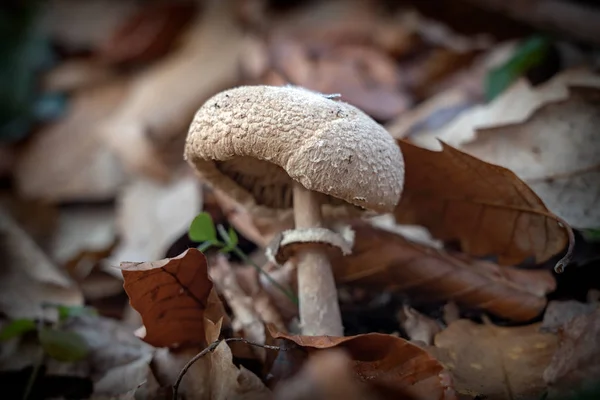 Маленький гриб среди осенних листьев — стоковое фото