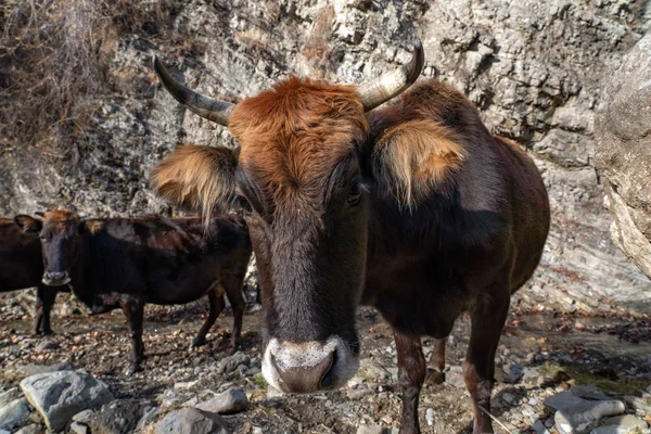 Brązowa głowa krowy blisko — Zdjęcie stockowe
