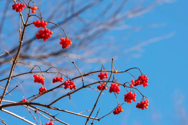 Viburnum berries on blue sky background — Stock Photo, Image