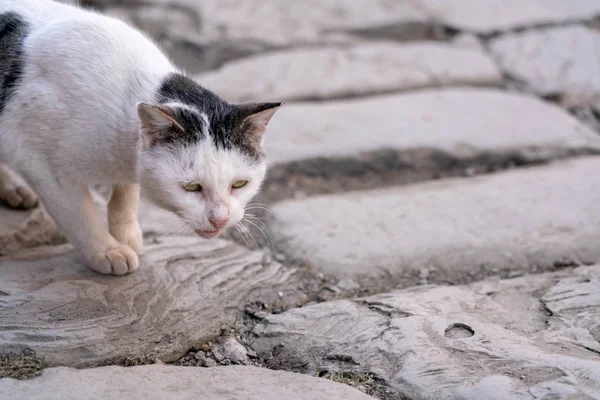 Miserable stray street cat in the city — Stock Photo, Image