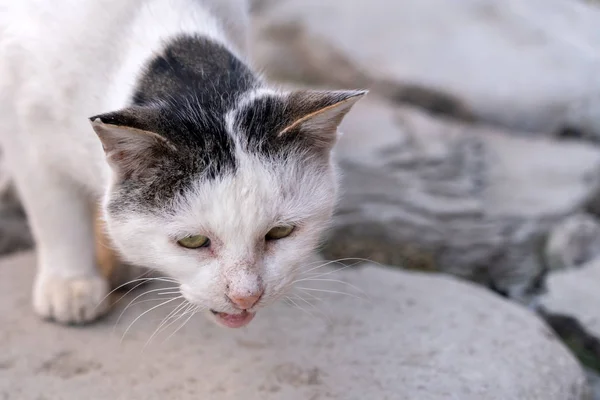 Miserable stray street cat in the city — Stock Photo, Image