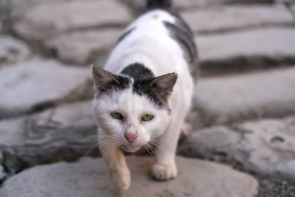 Miserable stray street cat in the city — Stock Photo, Image