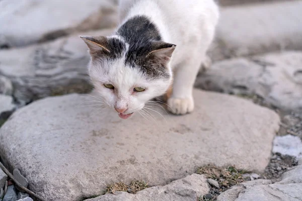 Miserable stray street cat in the city — Stock Photo, Image
