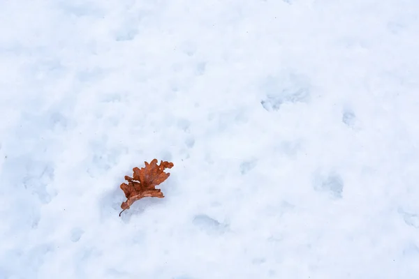 Сухий дубовий лист на снігу — стокове фото