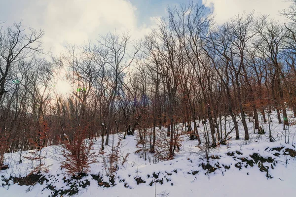 Forêt d'hiver, arbres nus couverts de neige — Photo