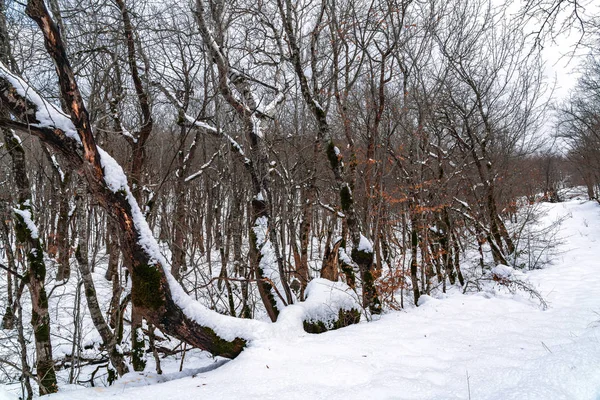 Floresta de inverno, árvores nuas cobertas de neve — Fotografia de Stock