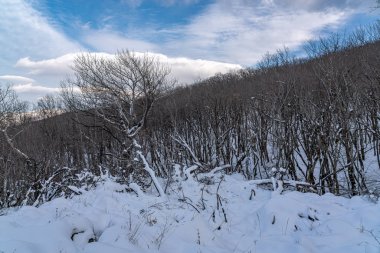 Kış ormanı, karla kaplı çıplak ağaçlar