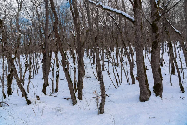 Superbe forêt d'hiver, arbres nus couverts de neige — Photo