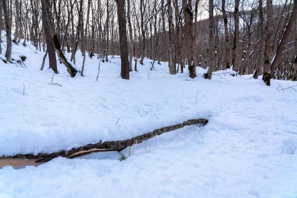 Superbe forêt d'hiver, arbres nus couverts de neige — Photo