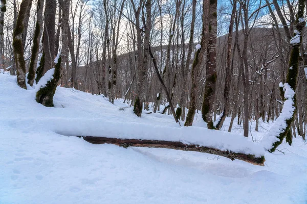 La beauté de la forêt hivernale — Photo