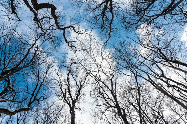 Crowns of bare trees against a blue sky