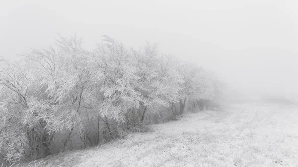 Sisteki buzlu ağaçlar — Stok fotoğraf