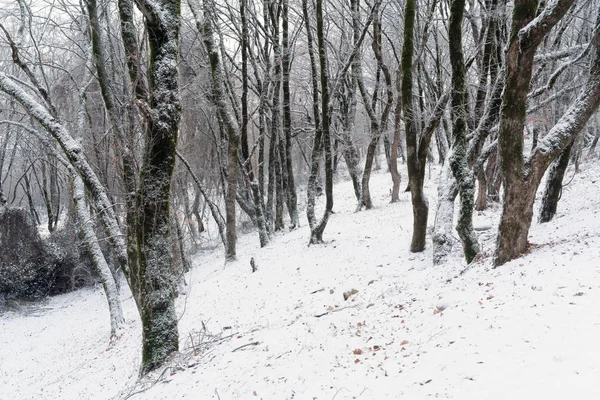 Forêt d'hiver, arbres nus couverts de neige — Photo