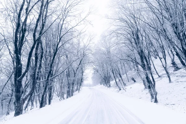 Заснеженная дорога в зимнем лесу — стоковое фото