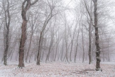 Kış ormanı, karla kaplı çıplak ağaçlar