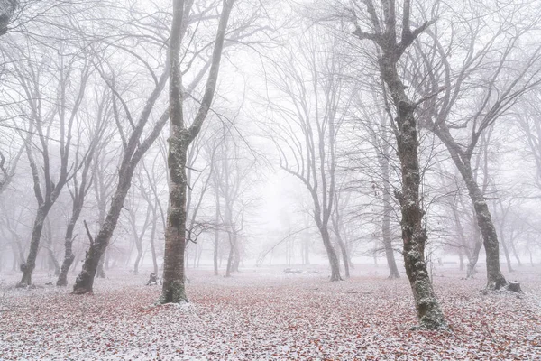 Kış ormanı, karla kaplı çıplak ağaçlar — Stok fotoğraf