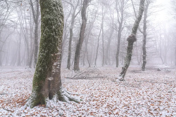 Зимний лес, заснеженные голые деревья — стоковое фото