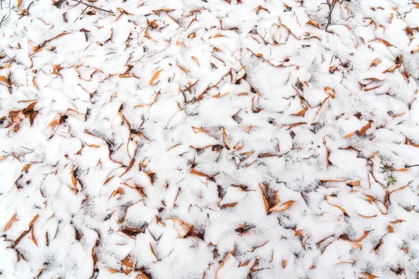 Сухе осіннє листя, покрите снігом — стокове фото