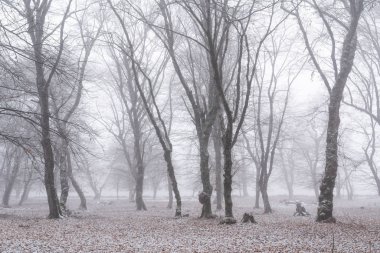 Kış ormanı, karla kaplı çıplak ağaçlar