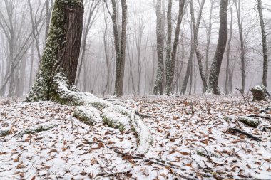 Kış ormanı, karla kaplı çıplak ağaçlar