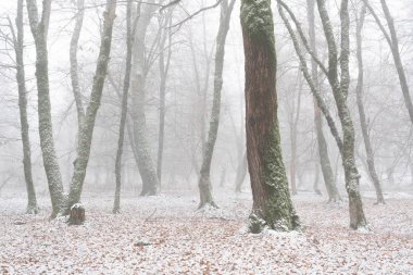 Kış ormanı, karla kaplı çıplak ağaçlar