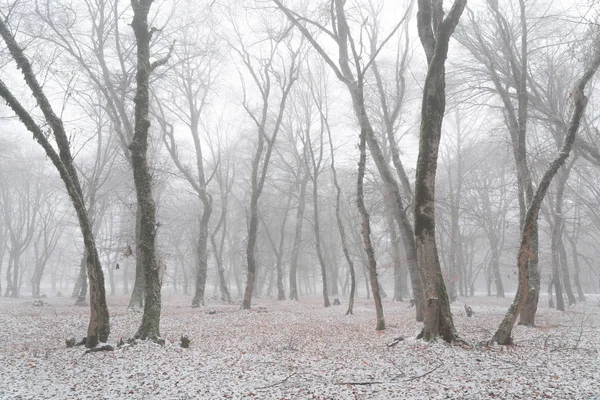 Kış ormanı, karla kaplı çıplak ağaçlar — Stok fotoğraf