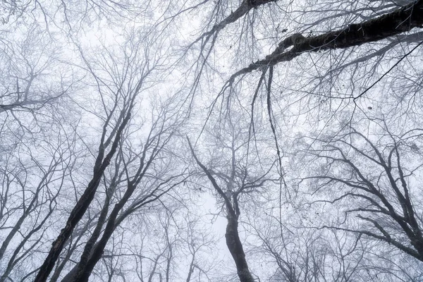 Crowns of bare trees against a sky