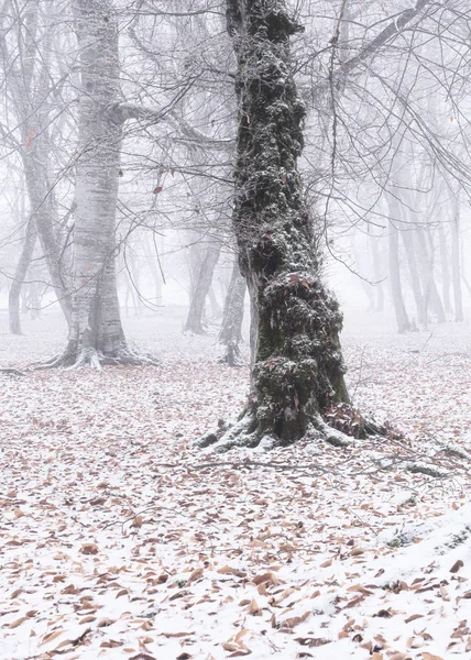 Стволы многолетних деревьев в зимнем туманном лесу — стоковое фото