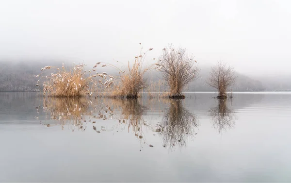 Leafless trees and reeds in a lake in foggy weather — Stock Photo, Image