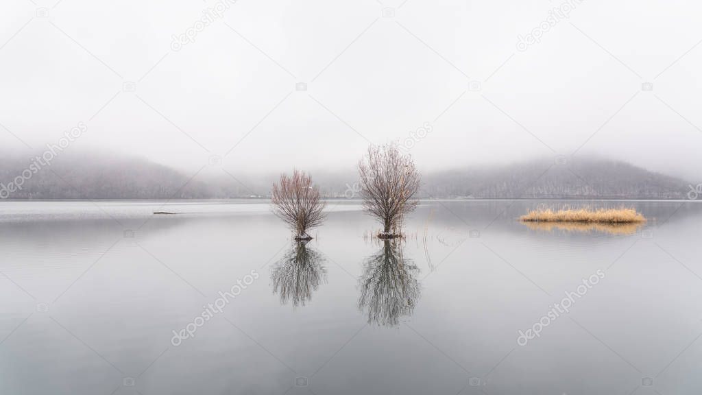 Bare trees in the lake at foggy weather