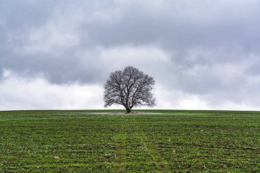 Yeşil tarlada yapayalnız bir ağaç