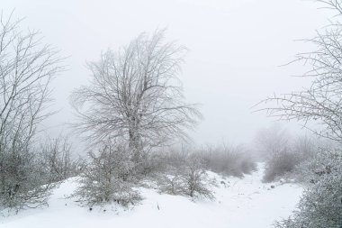 Sisli bir ormanda buzlu bir ağaç