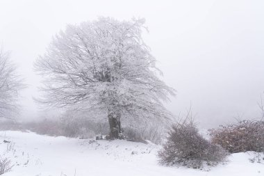 Sisli bir kış ormanındaki buzlu ağaç