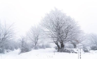 Sisli bir kış ormanında buzlu ağaçlar