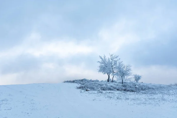 Karlı bir tarlada buzlu ağaç — Stok fotoğraf