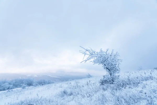 Icy tree in a snowy field — Stock Photo, Image