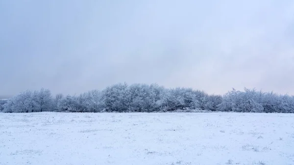 Karlı bir tarlada buzlu ağaçlar — Stok fotoğraf