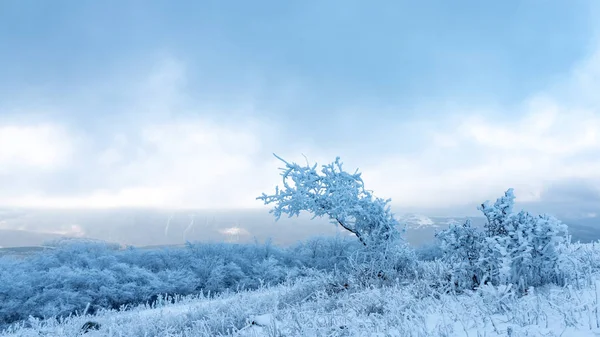 Icy tree in a snowy field — Stock Photo, Image