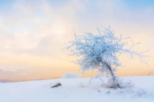 Icy tree in a snowy field — Stock Photo, Image