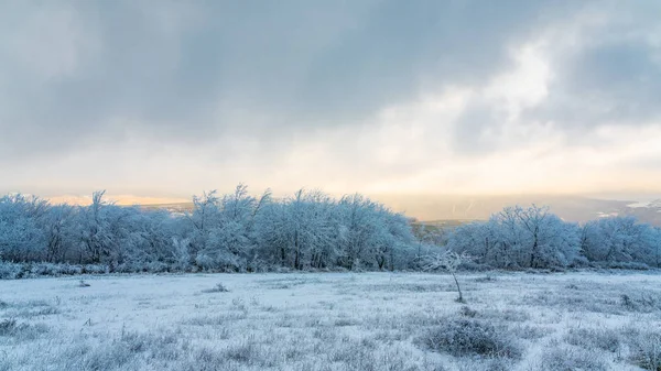 Iskalla träd på ett snöfält — Stockfoto