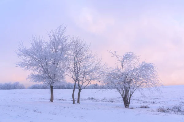 Gün batımında karlı bir tarlada buzlu ağaçlar — Stok fotoğraf