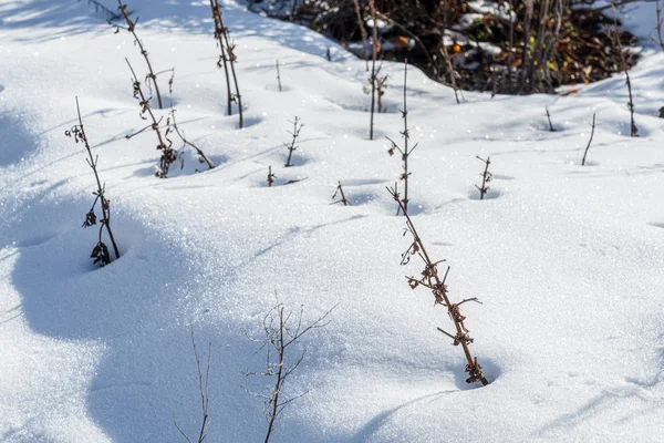 Cubierta de nieve profunda blanca en el jardín — Foto de Stock