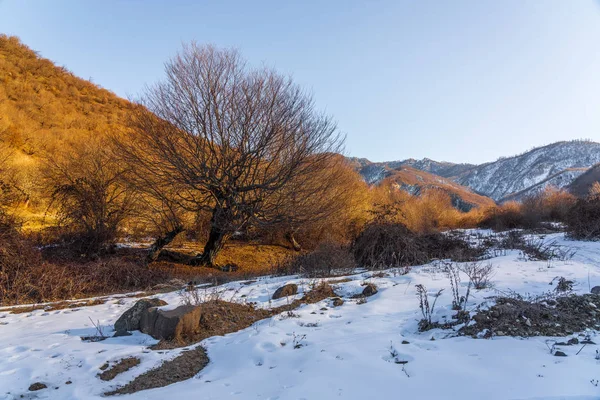 Un albero nudo su un fianco della montagna illuminato dai raggi del sole — Foto Stock