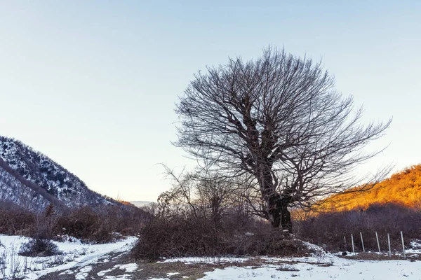 Paljas puu auringonsäteiden valaisemalla vuorenrinteellä. — kuvapankkivalokuva