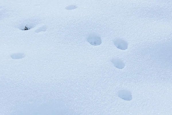 Huellas de animales en nieve profunda — Foto de Stock
