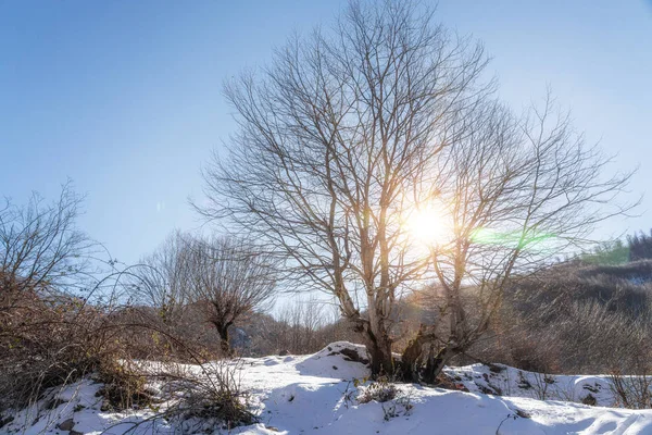 Голое дерево на склоне горы, освещенное солнечными лучами — стоковое фото