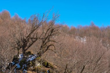 Dağ yamacındaki çıplak bir ağaç. Güneş ışınlarıyla aydınlatılıyor.