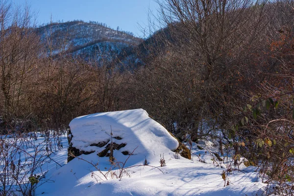 Dérives de neige dans la forêt d'hiver — Photo