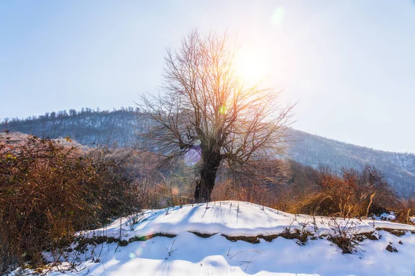 Голое дерево на склоне горы, освещенное солнечными лучами — стоковое фото