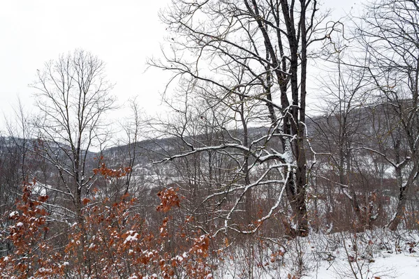 冬の山の森、雪に覆われた裸の木 — ストック写真